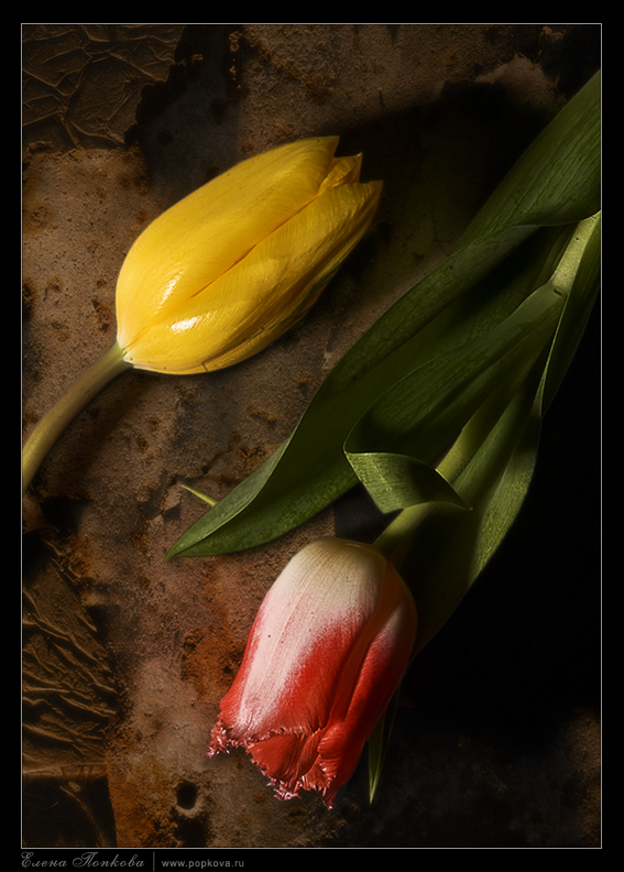 Tulips # 1