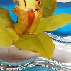 Wave fantasy
Yellow orchid